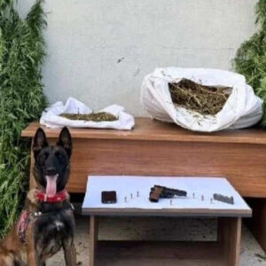 erzincanda jandarma baskini 204 kok kenevir yakalandi FZDbZSgH