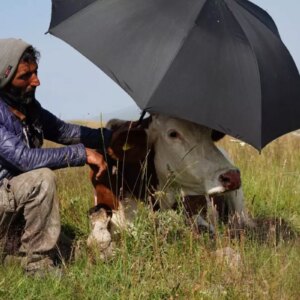 sap hastaliginin pencesinde kivranan ardahanda caresizligin fotografi 3J2JamqK