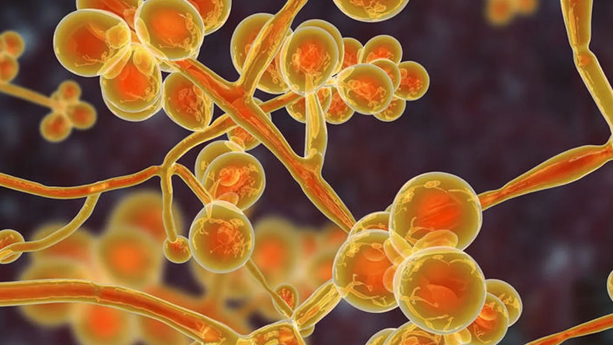 candida auris mantari vakalarinda artis yasaniyor isxf7rmJ