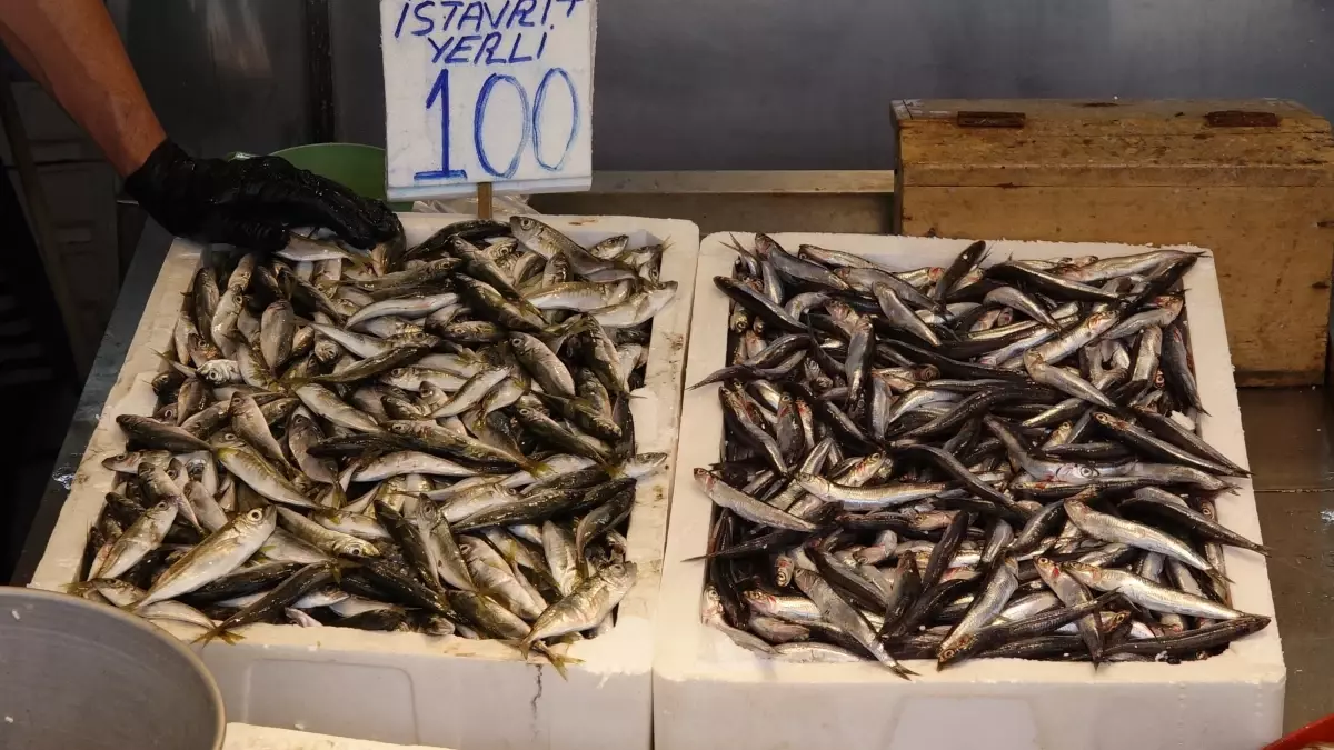 karadenizde balik sezonu basladi 8zpa7en7