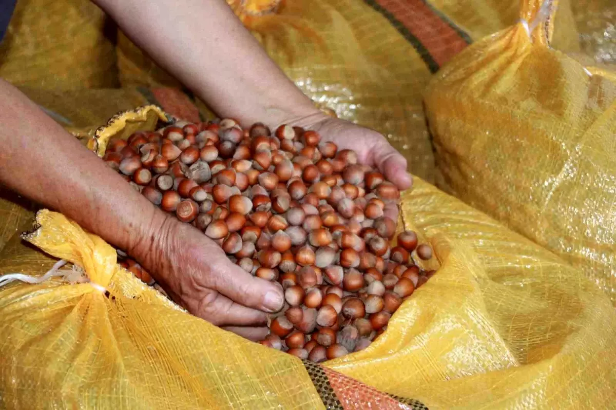 orduda findik ureticileri fiyat artisini bekliyor 8RaTdHuc