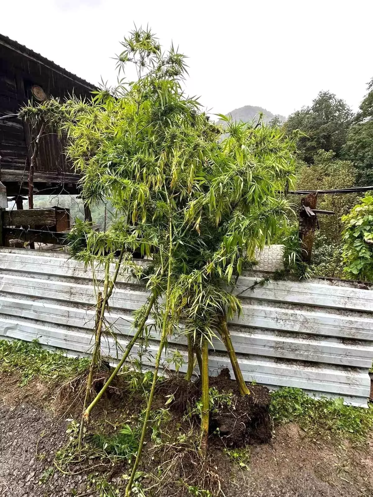 artvinde uyusturucu operasyonu 5 gozalti 9dF8lTje.jpg