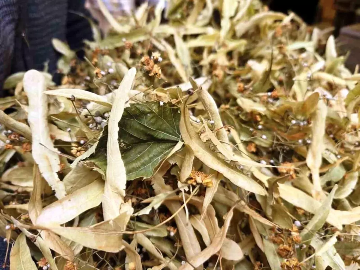 ihlamur kis aylarinin vazgecilmezi kilosu 1500 tl CWcUsZiG