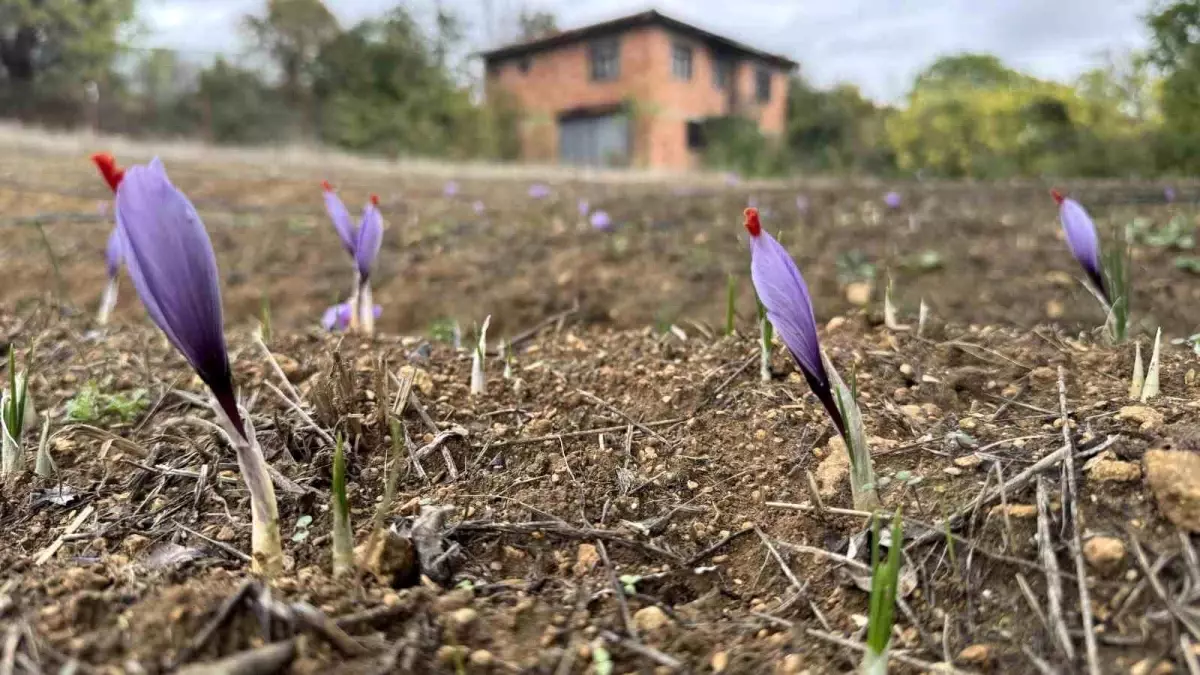 karabukte dunyanin en pahali baharati safran erken cicek acti aVPZ6mxY.jpg