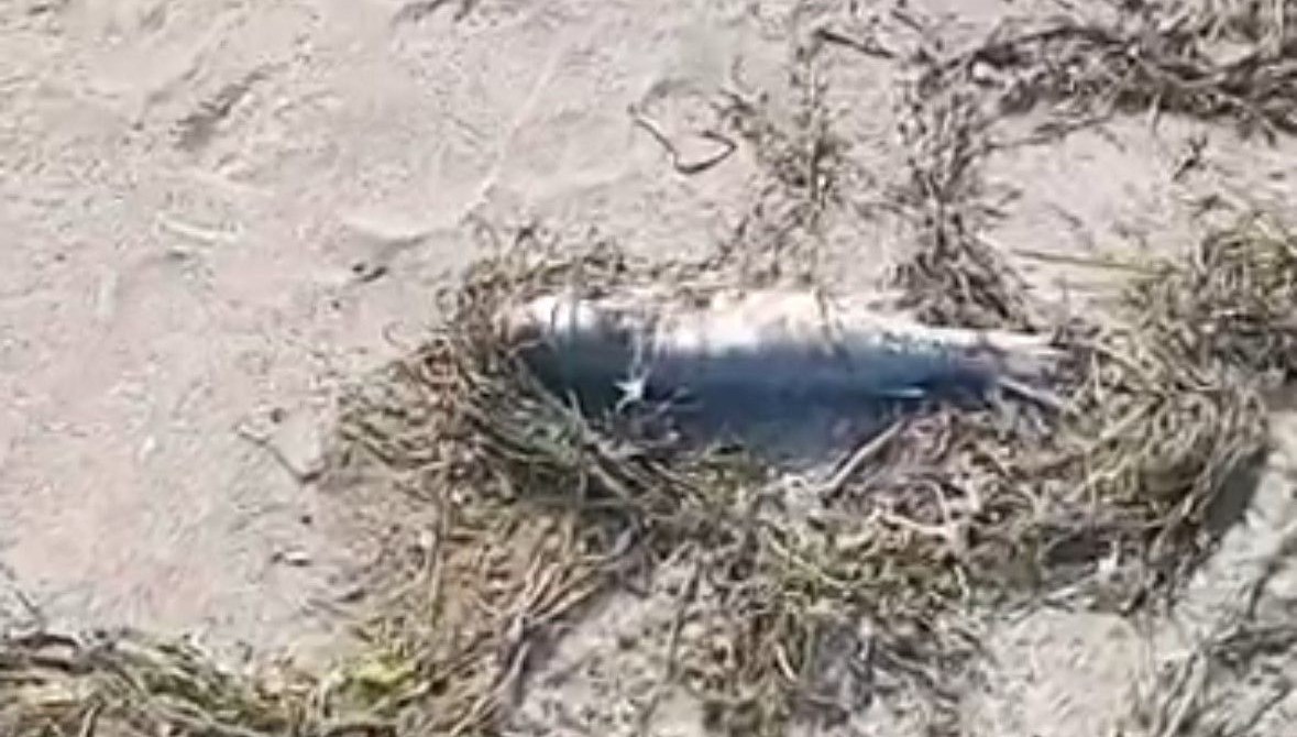 sahilde cok sayida balik olu bulundu BWpQkhhd.jpg