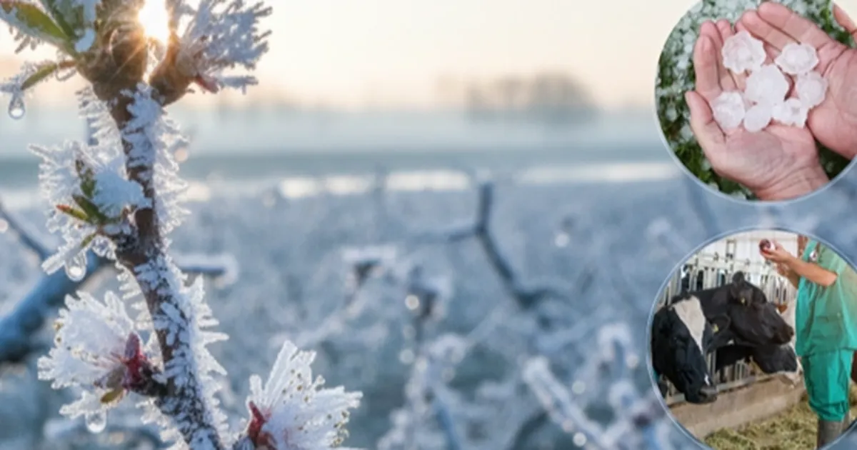 ekimde ureticilere 116 milyar tl hasar tazminati odendi ErDbvnpf.webp