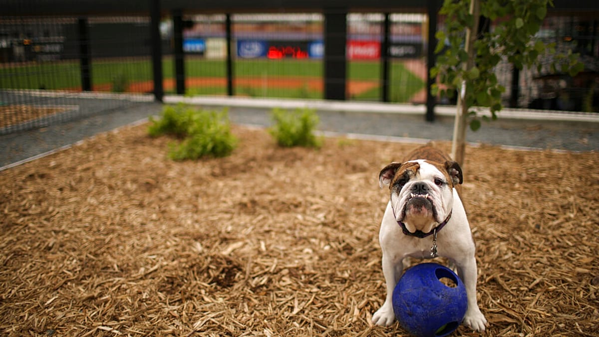 Araştırma: Köpekler kulak misafiri olarak yeni kelimeler öğrenebiliyor | Euronews